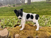 Blue Heeler Fox Terrier Mix