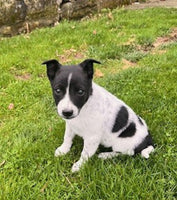 Blue Heeler Fox Terrier Mix