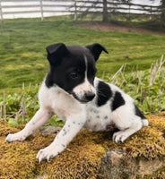 Blue Heeler Fox Terrier Mix