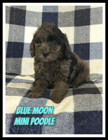 Blue Moon Male AKC Mini Poodle $800