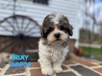 Bluey Male Shihpoo $1200