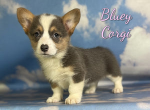 Corgi