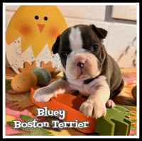 Bluey Female AKC Boston Terrier $1100