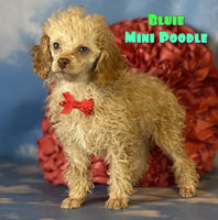 Bluie Male ACA Mini Poodle $925