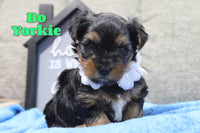 Bo Male Yorkshire Terrier $895