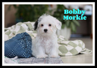 Bobby Male Morkie $1200