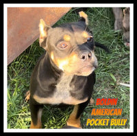 Boldin Male American Pocket Bully $1100