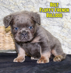 Fluffy French Bulldog