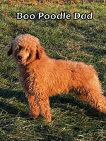 Diamond Female F1B Mini Goldendoodle $795