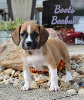 Beabull