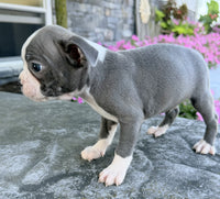 Boston Terrier