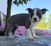 Boston Terrier