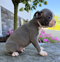 Boston Terrier