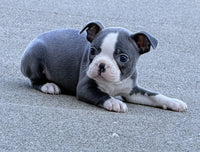 Boston Terrier