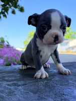 Boston Terrier