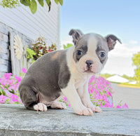 Boston Terrier