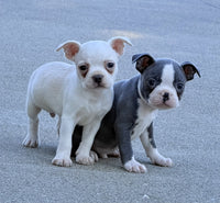Boston Terrier