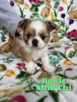 Bowie Male Shih-Chi $850