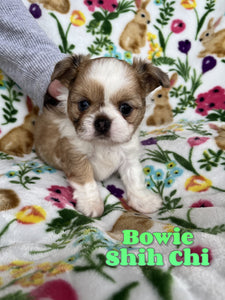 Shih-Chi