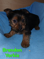 Brandon Male Yorkshire Terrier $650