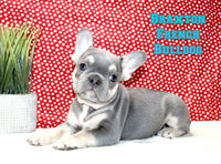 Braxton Male AKC French Bulldog $1495