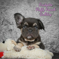 Bridgitte Female AKC Fluffy French Bulldog $2049