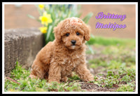 Brittany Female Maltipoo $1800