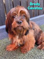Brody Male Cavatzu $600
