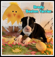 Brody Male AKC Boston Terrier $850