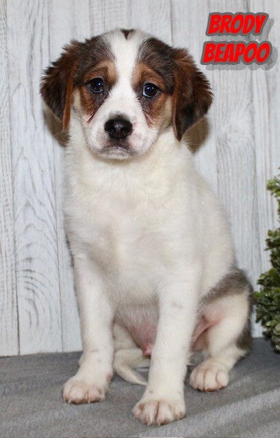 Beapoo Brody Male Beapoo $550 | spoiled pets rus