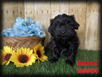 Bronco Male Shihpoo $1200