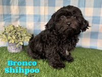 Bronco Male Shihpoo $675