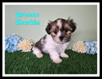 Bronco Male Shorkie $950