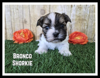 Bronco Male Shorkie $950