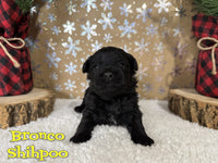 Bronco Male Shihpoo $1200