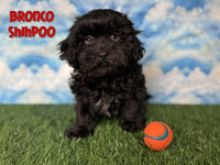 Bronco Male Shihpoo $750