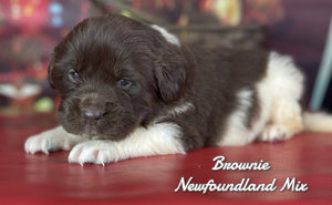 Newfoundland Aussie Mix