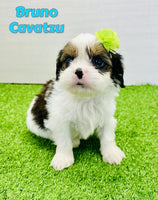 Bruno Male Cavatzu $895