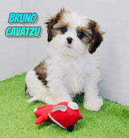 Bruno Male Cavatzu $550