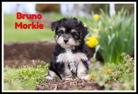 Bruno Male Morkie $1600