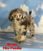 Bruno Male Mini Poodle $1625