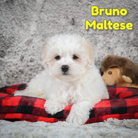 Bruno Male ACA Maltese $800
