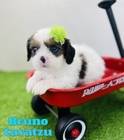 Bruno Male Cavatzu $650