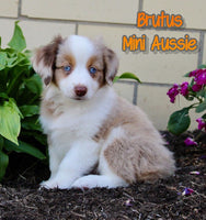 Brutus Male AKC Mini Australian Shepherd $1500