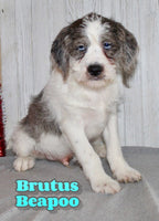 Brutus Male Beapoo $599