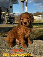 Bryon Male F1B Mini Goldendoodle $795