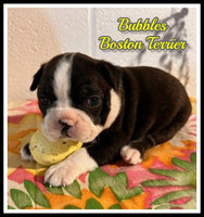 Bubbles Female AKC Boston Terrier $850