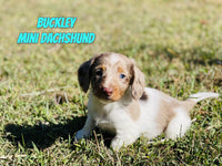 Buckley Male ACA Mini Dachshund $2725