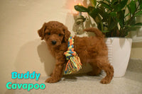 Buddy Male Cavapoo $895