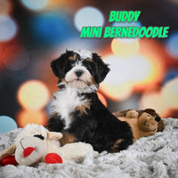 Buddy Male Mini Bernedoodle $1150